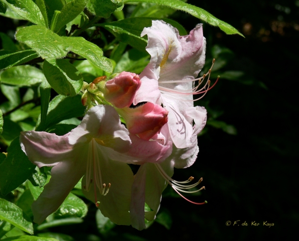 Bois des Moutiers (253) Mai 2012